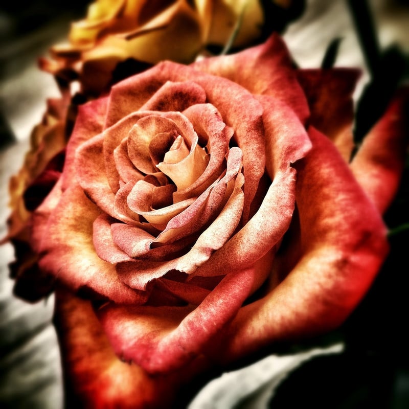 Garden Decor
